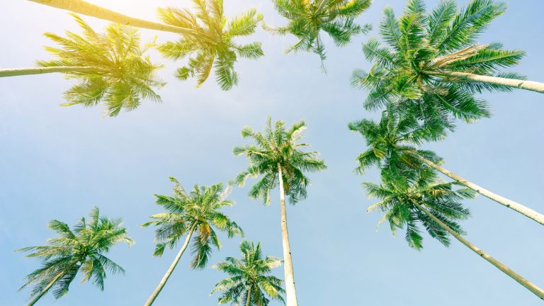 Florida Palm Trees